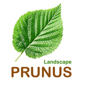 پرونوس لاندسكێپ